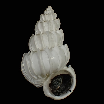 Epitonium profundum