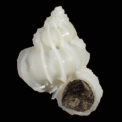 Epitonium liliputanum