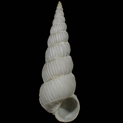Gyroscala iwaotakii