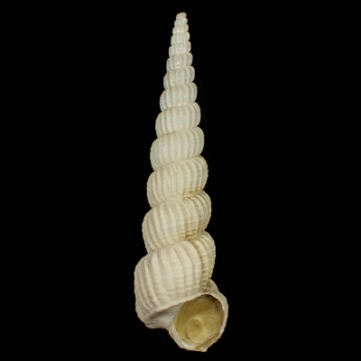 Amaea percancellata