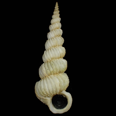Epitonium rugosum