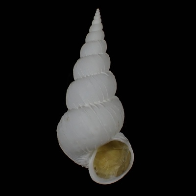 Amaea cf. secunda