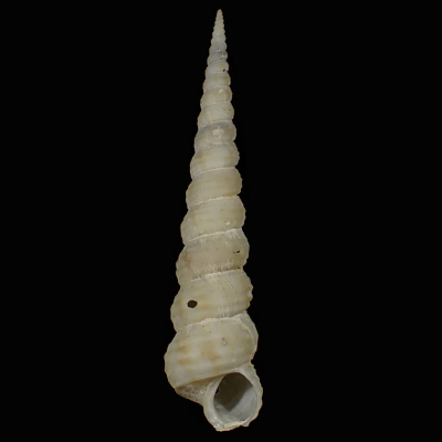 Eglisia tricarinata