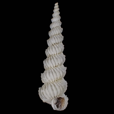 Cirsotrema fimbriatulum