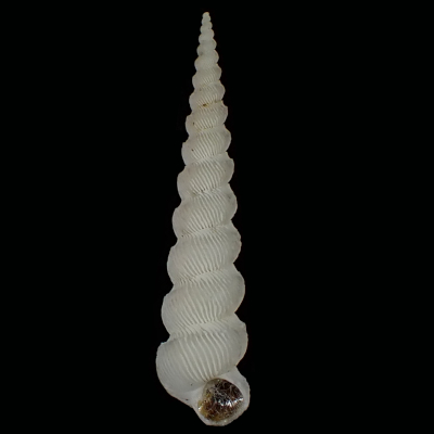Epitonium koyamai