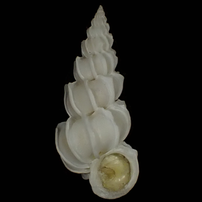 Epitonium pyramidale