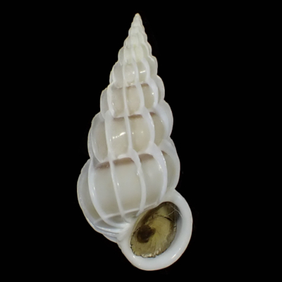 Gyroscala lamellosa