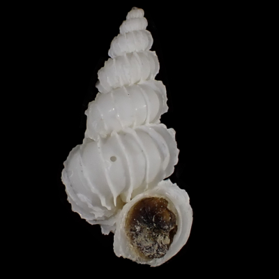Epitonium laxatum