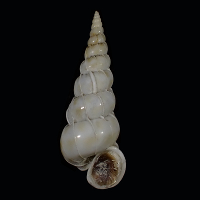 Epitonium aureomaculatum