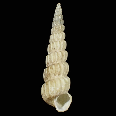 Amaea tosaensis