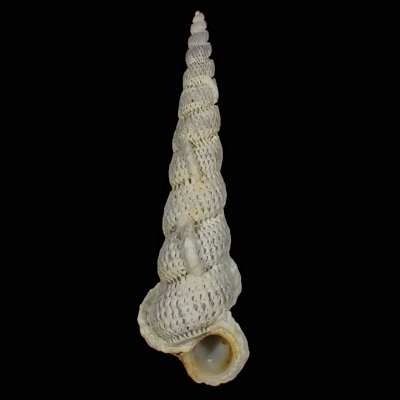 Cirsotrema bonum
