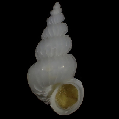 Amaea immaculata