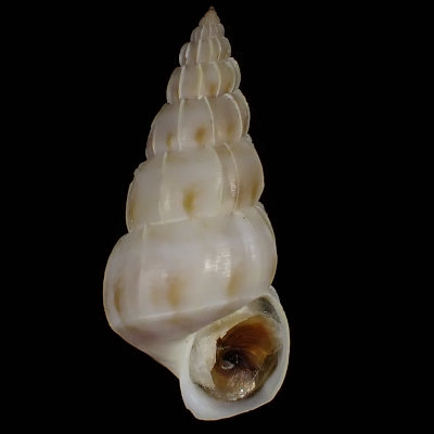 Kurodacirsa lotus