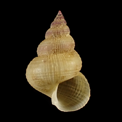 Alora billeeanae