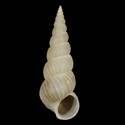 Epitonium setonaikaiense