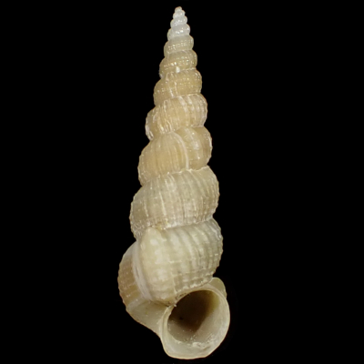 Amaea cerea