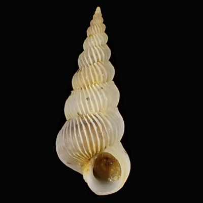 Epitonium pallidizonatum