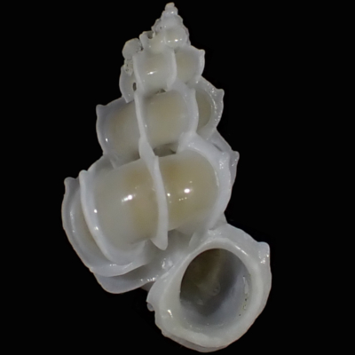 Epitonium fasciatum