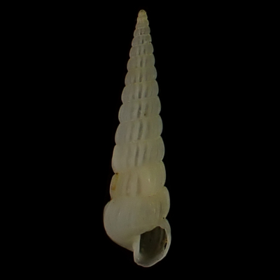 Opalia mormulaeformis