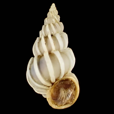 Epitonium yamakawai