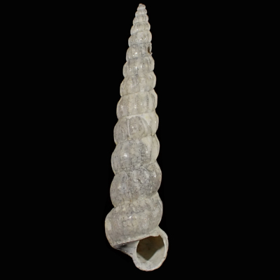 Claviscala nagaii