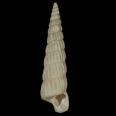 Acirsa costulata