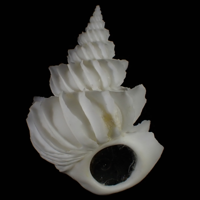 Sthenorytis pernobilis