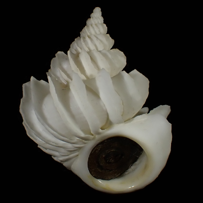 Sthenorytis pernobilis