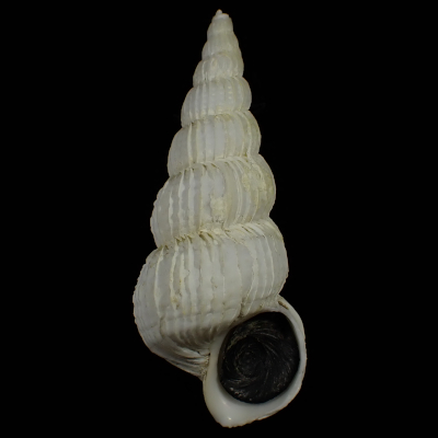 Acirsa ochotensis
