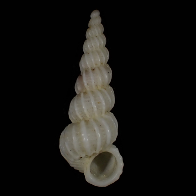 Amaea dorysa