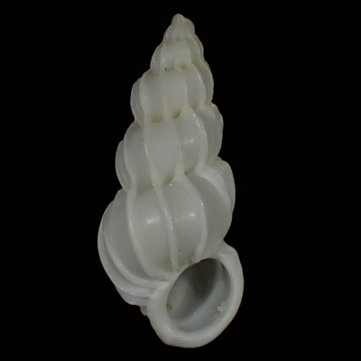 Epitonium cf. pyramidale