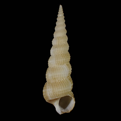 Amaea splendida