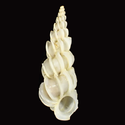 Epitonium aculeatum