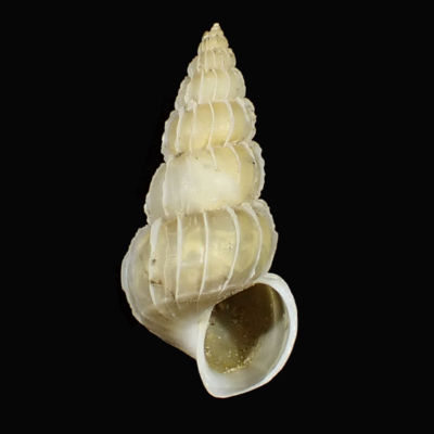 Gyroscala tosaensis