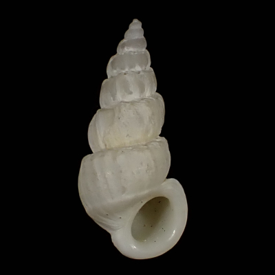Opalia cf. matajiroi