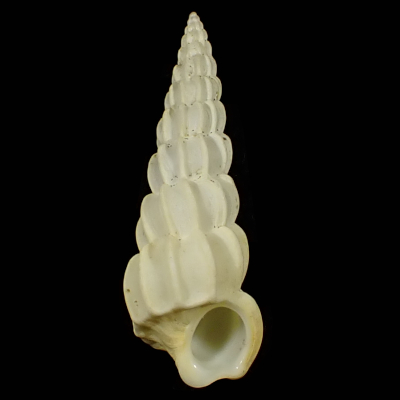Claviscala turrita