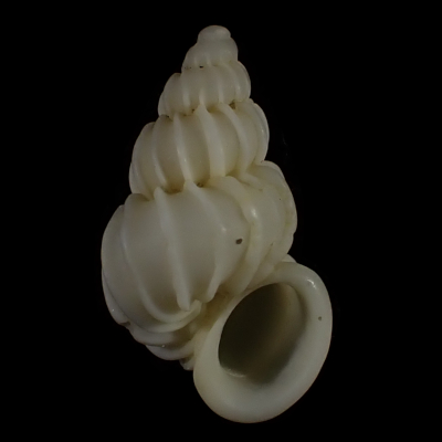 Epitonium laxatum