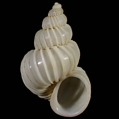 Epitonium robillardi
