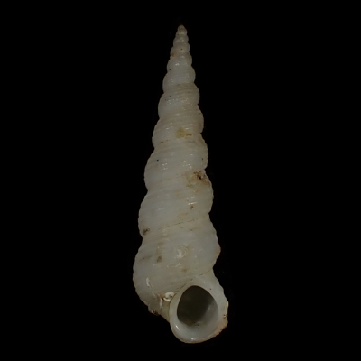 Plastiscala morchi