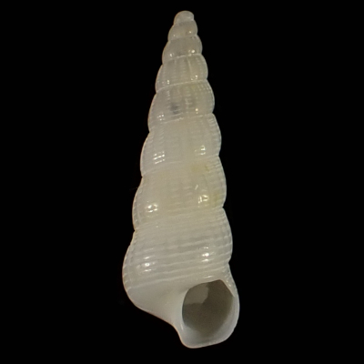 Acirsa martensi