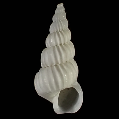 Amaea thielei
