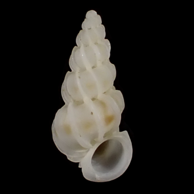 Epitonium philippinarum