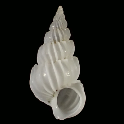 Epitonium vigintifoliatum