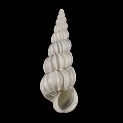 Gyroscala sp