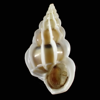 Gyroscala lamellosa