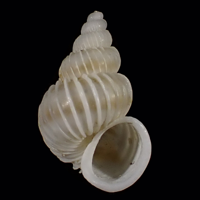 Epitonium robillardi