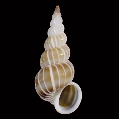 Epitonium auritum