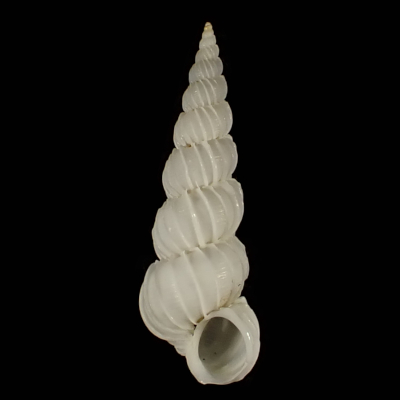 Epitonium eusculptum