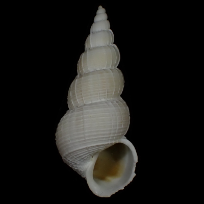 Amaea magnifica