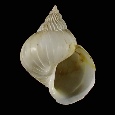 Epitonium bullatum